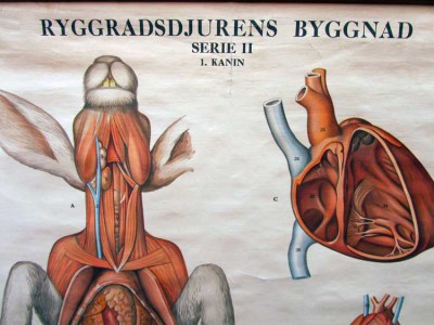Oude schoolplaat anatomie,inwendige bouw konijn/kanin Serie II,gustaf-wennmann